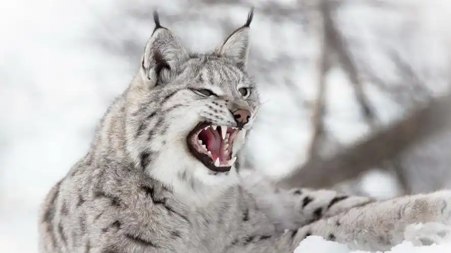 加拿大猞猁图片-动物壁纸-高清动物图片-第6图-娟娟壁纸