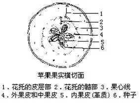 在果实的形成过程中苹果的果肉大部分是由下列哪一部分发育而成的