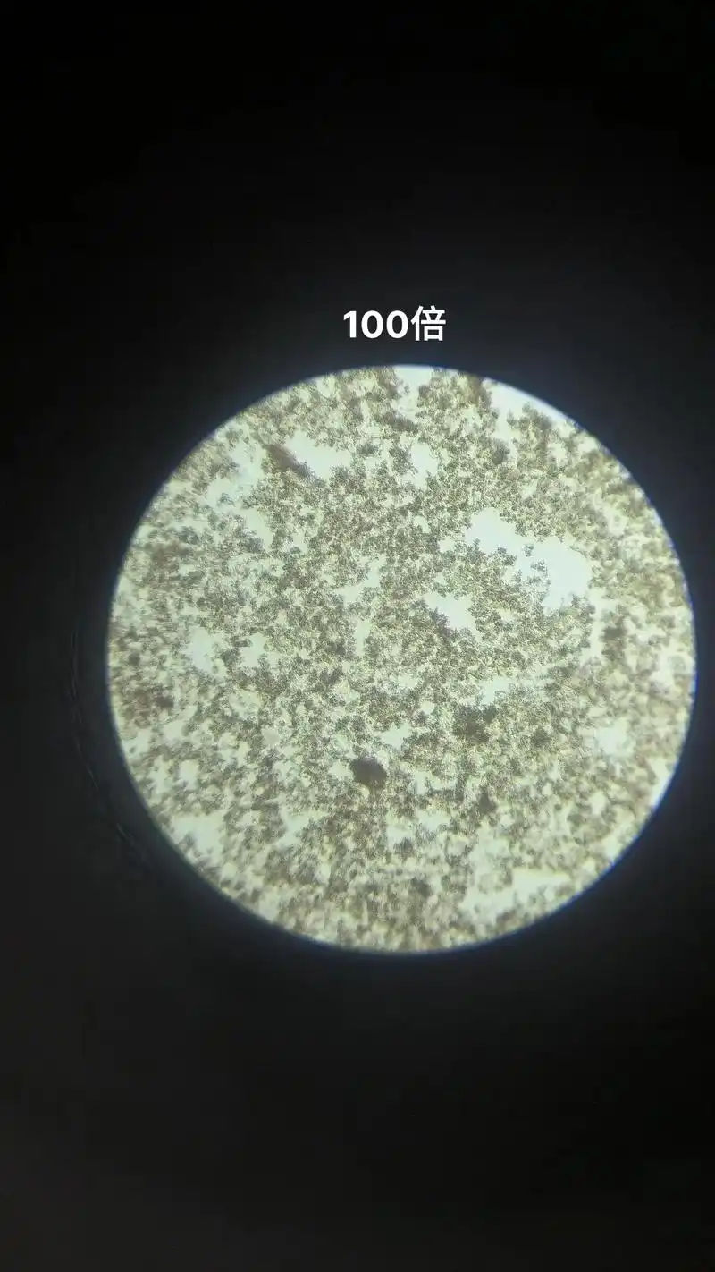 显微镜观察酸奶中的乳酸菌放大1600倍的乳酸菌