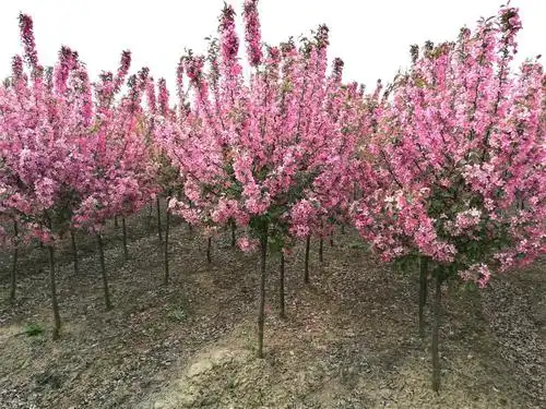 北美海棠白兰地, 北美海棠罗宾逊, 北美海棠紫色王子, 北美海棠红巴伦