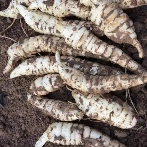 根系白嫩嫩像白虫子,很多人以为是虫草,其实叫"地蚕"