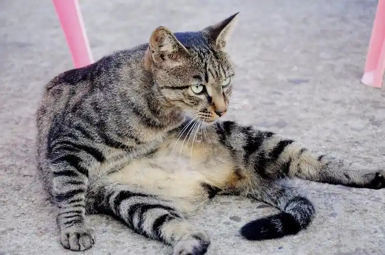 土猫可以发腮吗_小可爱宠物网