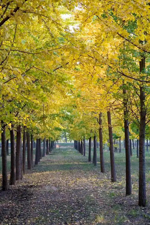 实拍:济南千亩银杏林,初露芳容,就惊艳了整个秋天,快来打卡吧__凤凰网