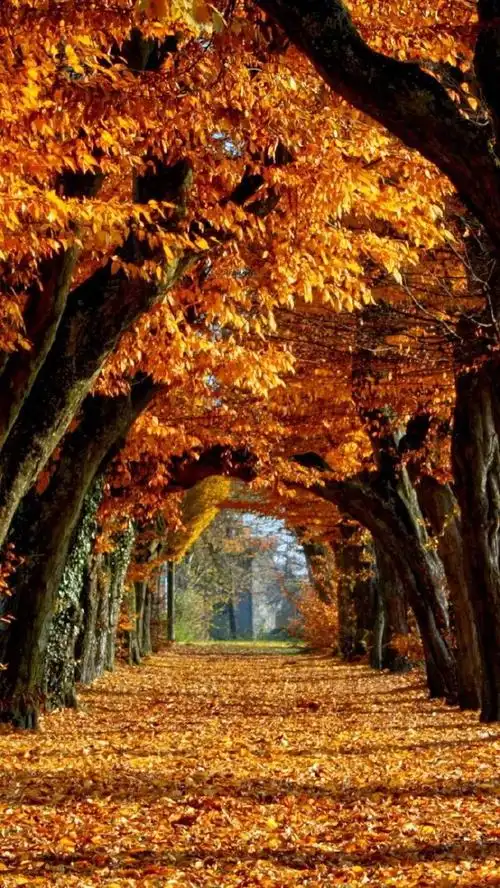 唯美秋天枫林小道风景意境手机壁纸图片下载_风景_手机壁纸下载_美桌