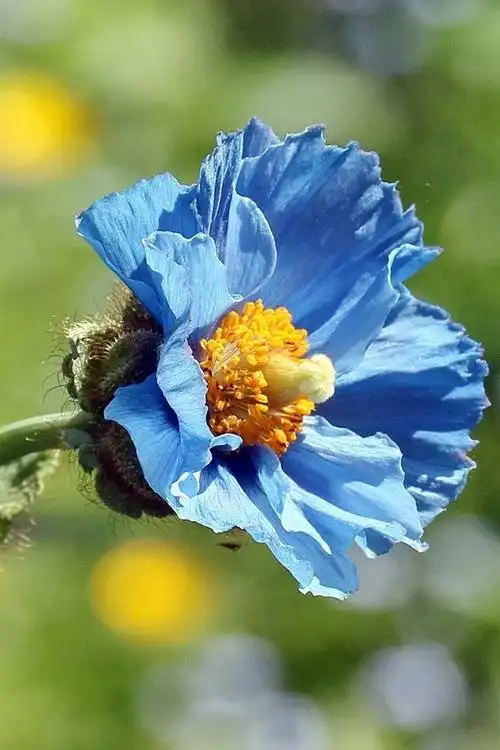 蓝色罂粟花
