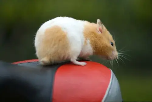 一组可爱的小老鼠(共5p) 由 管理员 设置为精华