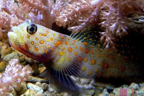 金点虾虎_橙点古b_斑点钝塘鳢