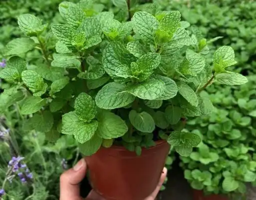 适合食用的薄荷品种有哪些