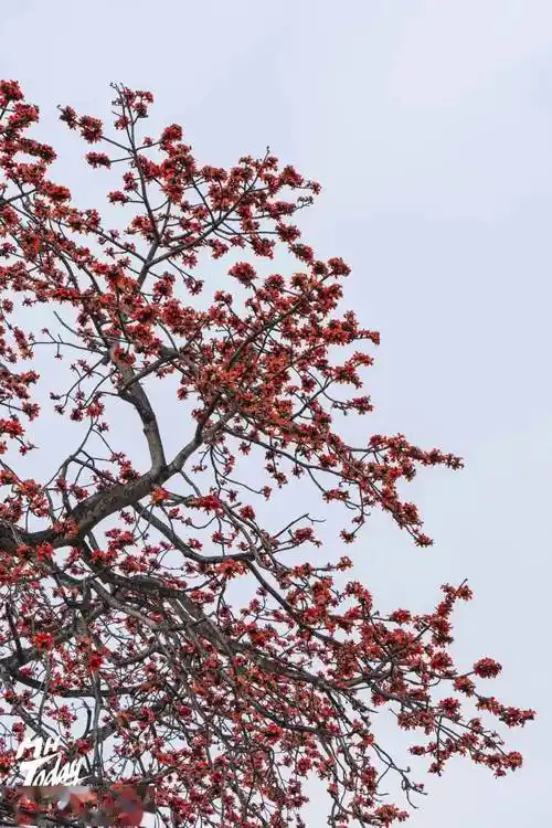 恣意绽放的木棉花,点红棉湖半边天!_英雄_时候_棉絮