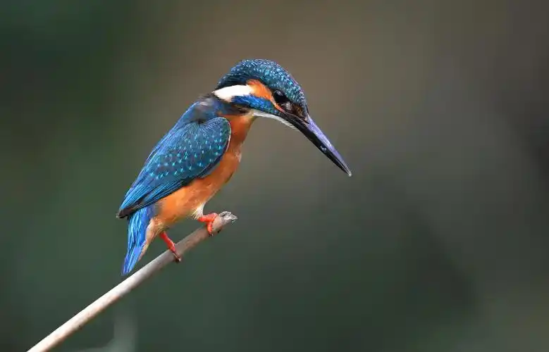 翠鸟百态图 - 美篇