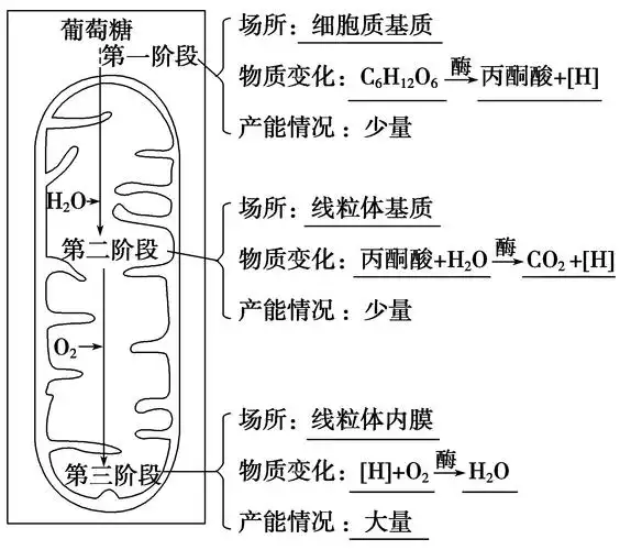 (2)有氧呼吸的过程有氧呼吸是指活细胞在有氧气的参与下,通过多种酶的