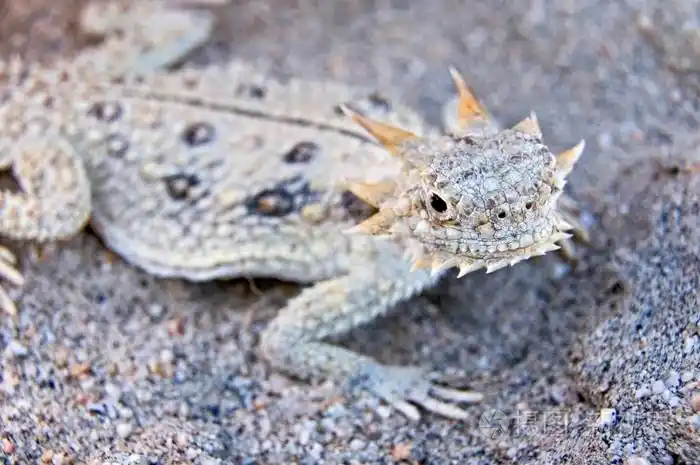 平尾角蜥蜴白雷诺斯马