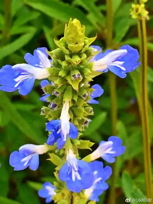 鼠尾草见过这么漂亮的老鼠尾巴么