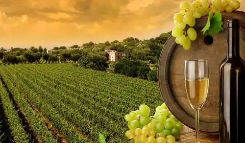 葡萄酒庄园加盟