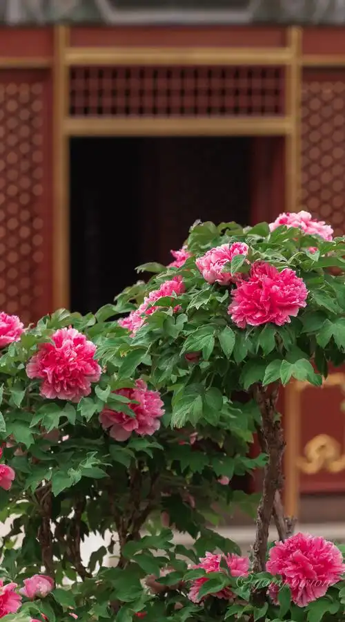 【故宫,牡丹花开】花为牡丹最美!再整理分享一组故宫御花园牡丹花!