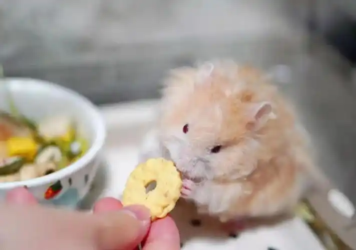 超可爱的面纹蜜