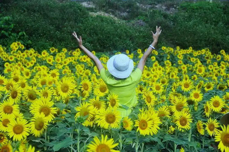 迎着阳光微笑的向日葵