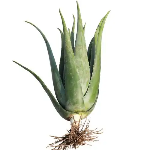 纳豆牛奶美容芦荟盆栽30斤大棵美容院灌肤专用库拉索芦荟罐肤叶