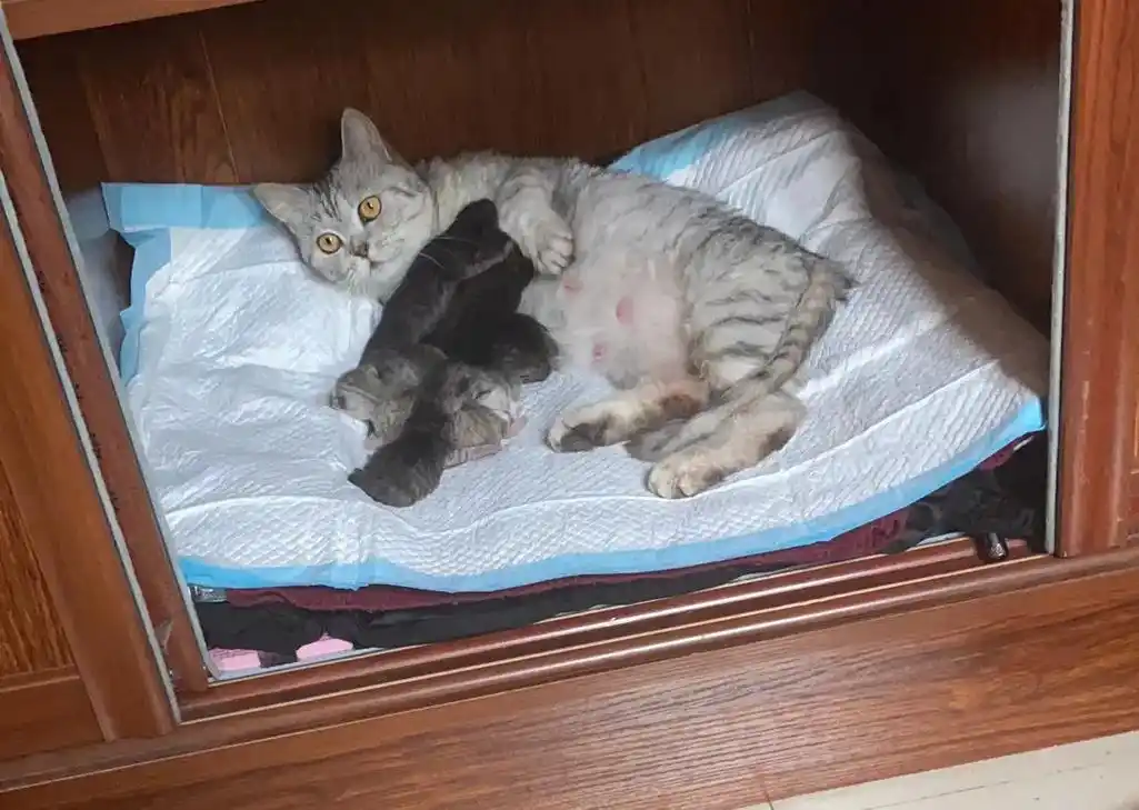 英短和田园猫的串串,无偿免费送,大猫偷跑出去串的崽,太多了家 - 抖音