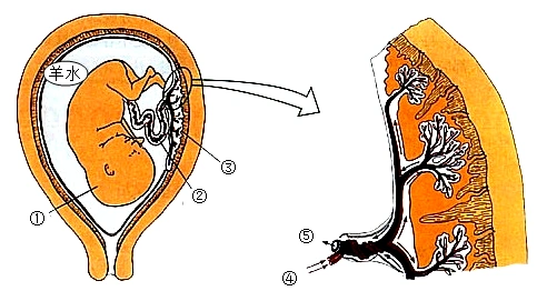 许多生物的生殖活动都有季节性,那么,人类的生殖是否也有一定的季节性