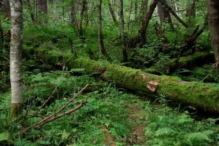 长白山原始森林