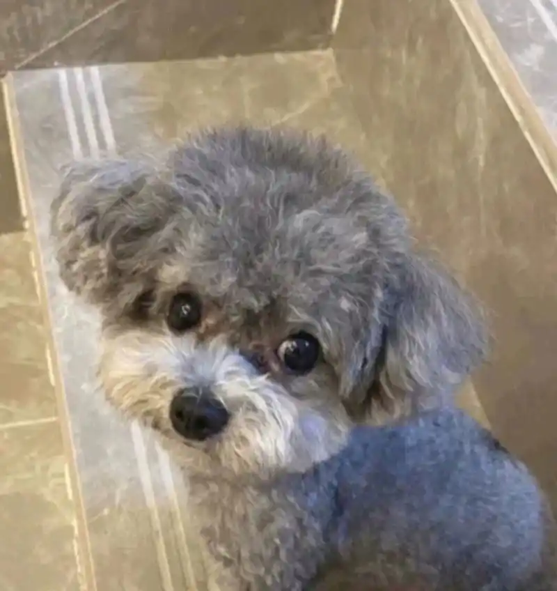 灰色泰迪幼犬一窝 280一只 找新家 灰色泰迪幼犬,小体,两个多月大