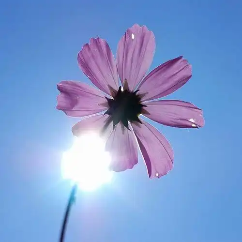 阳光下的波斯菊_微信头像风景图片_扣扣居