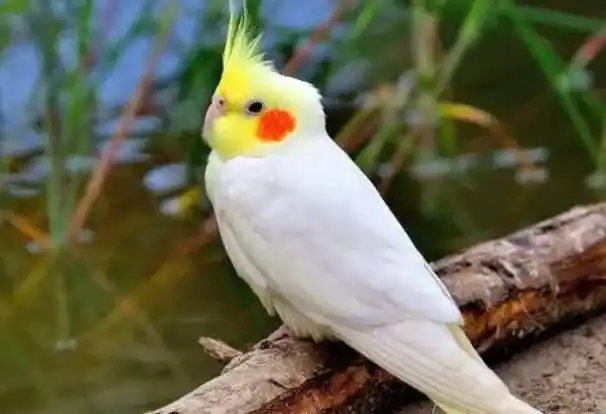 今天小编就来给大家盘点一下会说话且适合的鹦鹉品种,想养鹦鹉的小