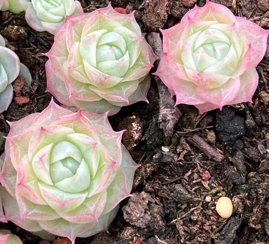 潘多拉女王 #多肉直播 #肉肉的世界 #多肉植物 - 抖音