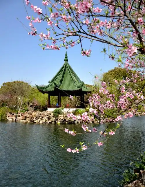 春分时节百花开,蠡园桃花诱人来
