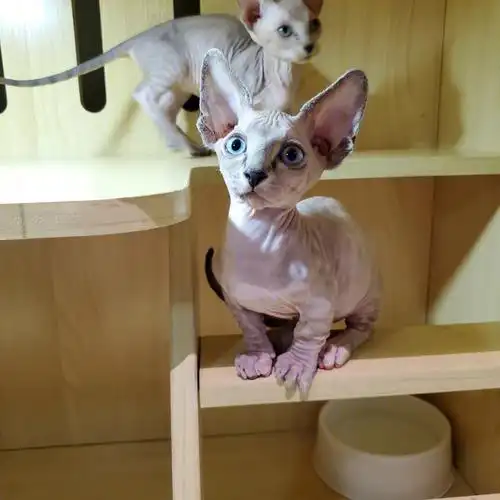 斯芬克斯无毛猫虎斑矮脚妹妹