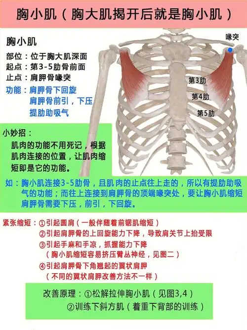 解剖胸小肌及拉伸方法引起圆肩翼状肩胛