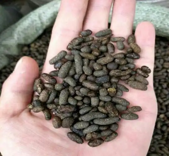 请问这是老鼠屎吗?