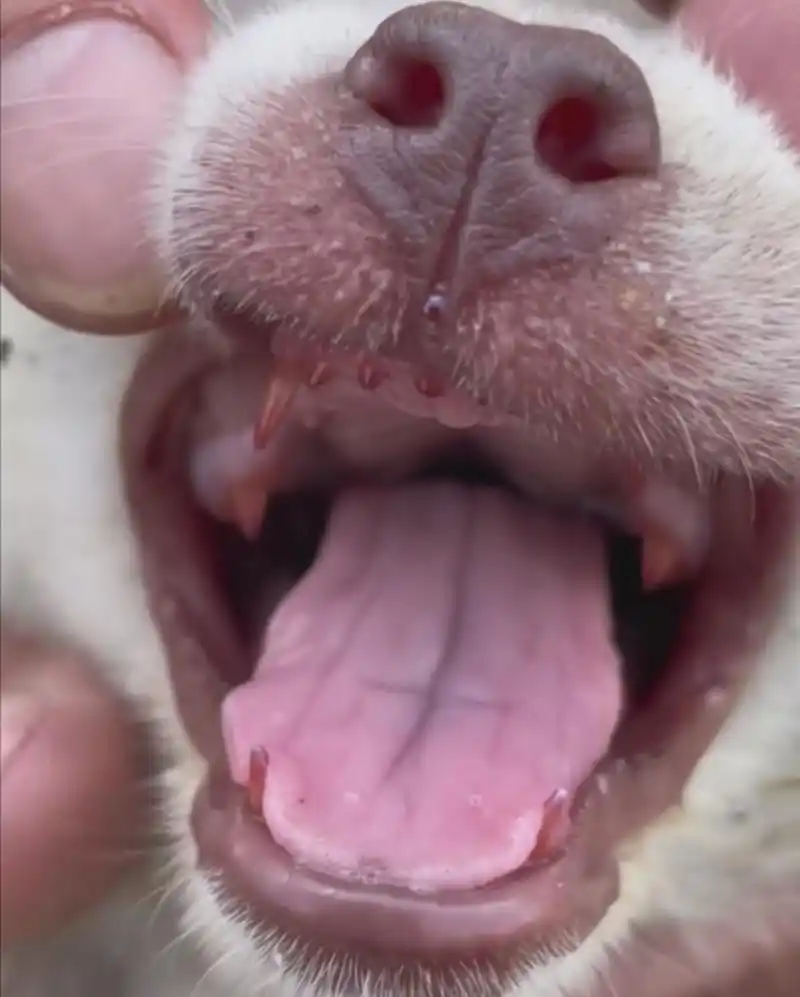 第一次见牙齿全红色的狗狗,感觉好稀奇,有什么说法吗?