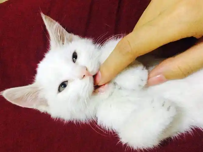 猫咬人不使劲是什么意思,猫咪咬手指但是咬的不重