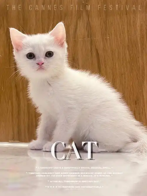 妹妹 月龄:1个半月 淄博市张店区可上门看猫#英短白猫   #白色英短