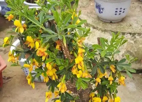 雀梅开花吗 开花是什么样子的_农业百科_农业_环球养牛网