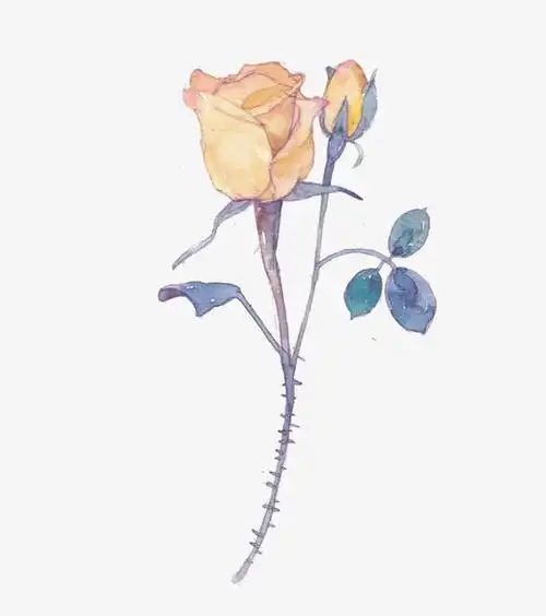 关键词 : 黄色,玫瑰,手绘,简图