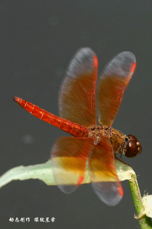 很难见到的动态国画