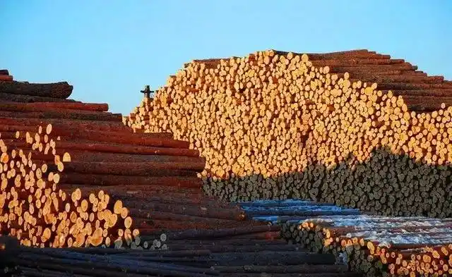 贮木场准备外销的木材.