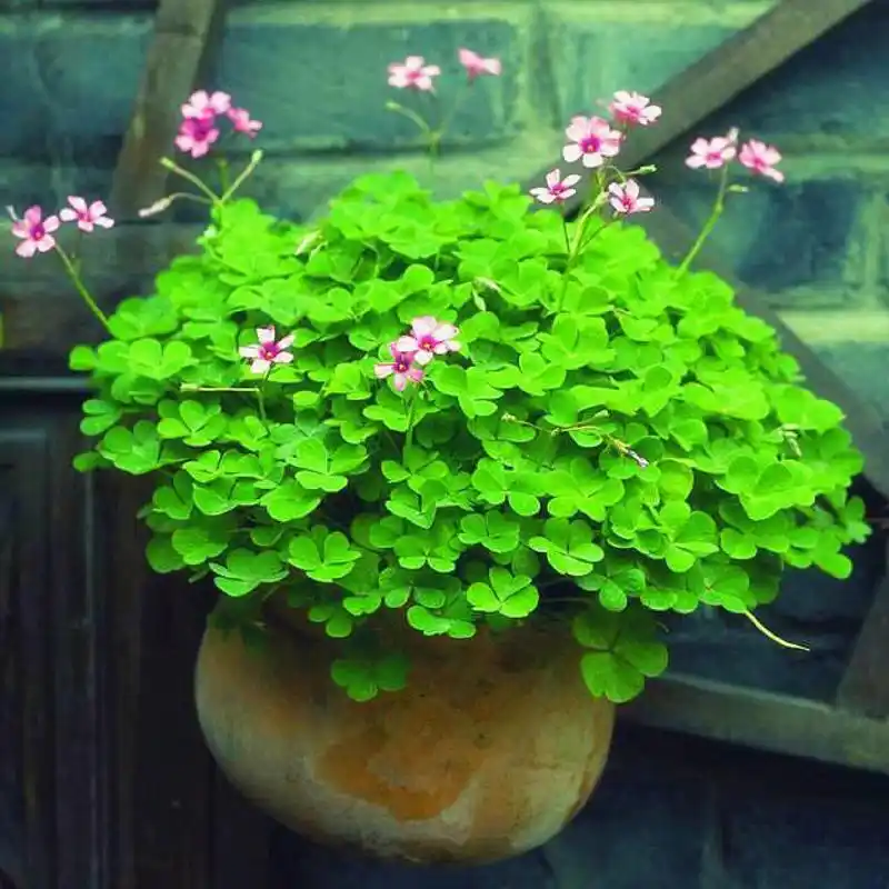 四叶草寓意 92四叶草的花语为幸福,代表爱情,等待爱情出现,希望