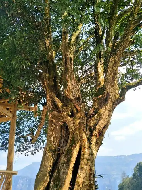 千年古茶树――老鹰茶