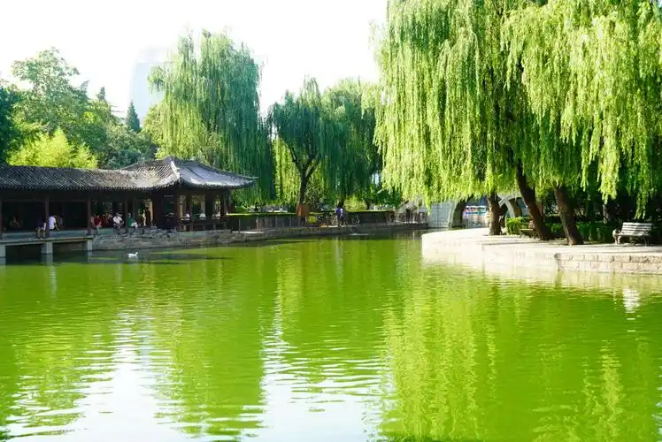 小桥流水 垂柳碧绿 翠菏娇艳