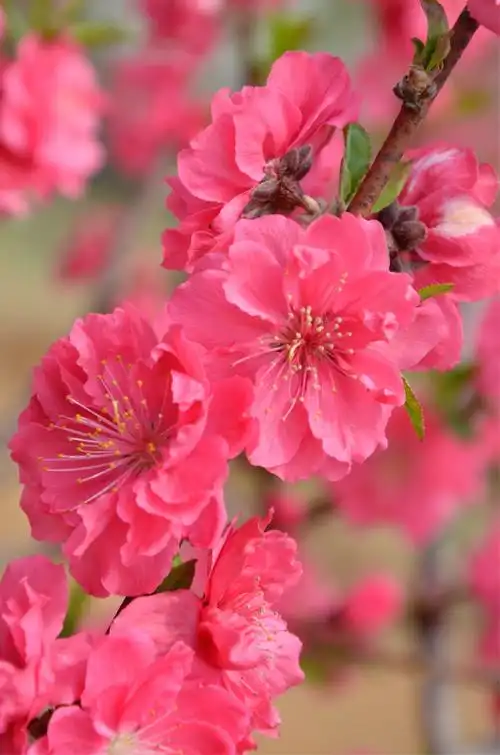北京平谷桃花节