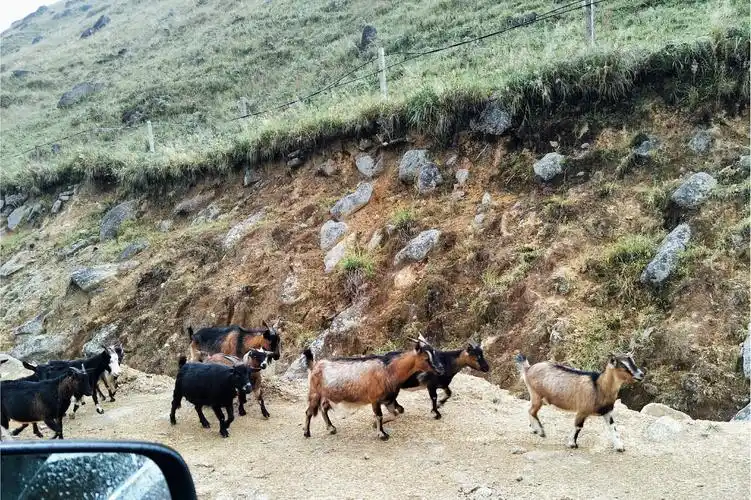 p>南山山甸土是一种 a target="_blank" href="/item/山地草甸土