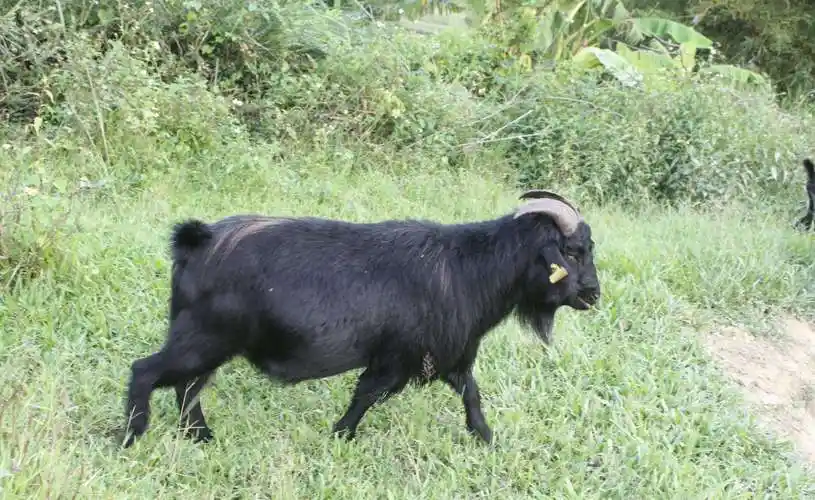 黑山羊出售黑山羊肉羊多少钱一斤