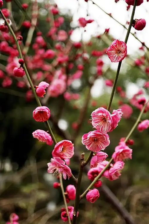 寒香国里你最红——朱砂梅
