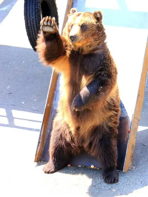 北海道熊牧场的熊非常可爱.