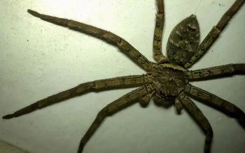 房间里有蜘蛛怎么办(除虫经验分享)-52线报网