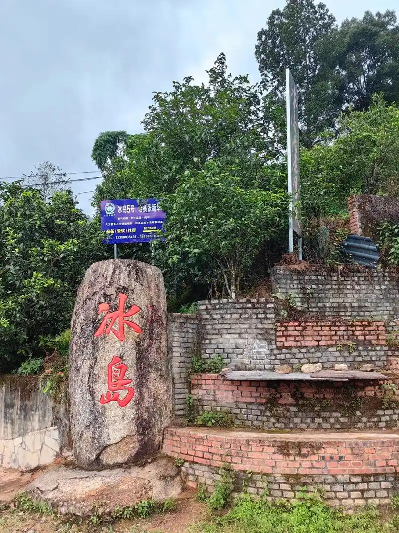 冰岛老寨,这里有世界最贵的树叶,驱车数千里,只为看你一眼…… - 抖音